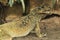 Amboina sailfin lizard