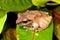 Amboli Bush Frog - Pseudophilautus amboli, Anshi Tiger reserve