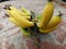 Ambon bananas, very sweet, picked at the back of the house and ripe