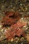 Ambon Scorpion Fish