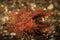Ambon Scorpion Fish