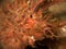 Ambon Scorpion Fish Closeup