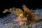 Ambon Scorpion fish underwater on black sand