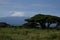 Amboseli - Big Five Safari -Kilimanjaro African bush elephant Loxodonta africana