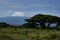 Amboseli - Big Five Safari -Kilimanjaro African bush elephant Loxodonta africana