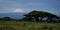 Amboseli - Big Five Safari -Kilimanjaro African bush elephant Loxodonta africana