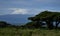 Amboseli - Big Five Safari -Kilimanjaro African bush elephant Loxodonta africana