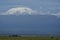 Amboseli - Big Five Safari -Kilimanjaro African bush elephant Loxodonta africana