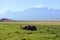 Amboseli elephants