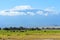 Amboseli elephants