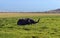 Amboseli elephants