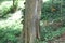 Amboyna-wood, Andaman redwood, Burmese rosewood, Malay padauk, Papua New Guinea rosewood, Philippine-mahogany, Amboyna Wood, Red