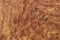 amboyna wood exotic burl strip wallpaper background