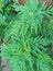 Ambrosia artemisiifolia causing allergy
