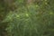 Ambrosia artemisiifolia plant