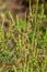 Ambrosia bushes. Ambrosia artemisiifolia causes allergies in summer and autumn. Ambrosia is dangerous weed. Its pollen causes