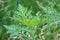 Ambrosia. Closeup of green ragweed leaves with selective focus on foreground