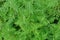 Ambrosia is a source of allergies. Blooming ragweed in nature