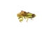 Ambush bug on white background