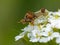 Ambush Bug On White Flower Cluster