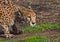 In ambush lies a cheetah with an orange skin, lit by the sun on a green spring grass, a large spotted cat hunts