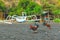 Amed village, slice life photo. Small local house, traditional balinese boat and chickens around.