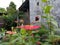 Amegilla cingulata and zinnia elegans flower in the garden