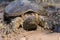 Ameican Alligator snapping turtle crawling in mud