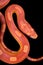 Amel motley corn snake