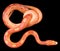 Amel motley corn snake