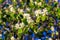 Amelanchier alnifolia var. semiintegrifolia shrub in flower