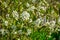 Amelanchier alnifolia var. semiintegrifolia shrub in flower, selective focus