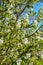 Amelanchier alnifolia var. semiintegrifolia shrub in flower, selective focus