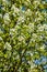 Amelanchier alnifolia var. semiintegrifolia shrub in flower, selective focus