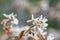 An amelanchier asiatica  flower against a blurred background