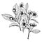 Amelanchier Bartramiana vintage illustration