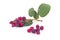 Amelanchier berry or currant