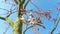 Amelanchier blossom detail spring background