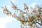 Amelanchier branch with white flowers and copper colored foliage against a blue sky with clouds in spring, copy space, selected