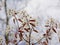 Amelanchier branches with white flowers and young red leaves