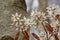 Amelanchier branches with white flowers and young red leaves.