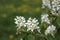 Amelanchier Bush in bloom also known as shadbush, shadwood or shadblow in springtime