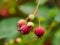 Amelanchier Canadensis Fruits