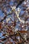 Amelanchier lamarckii