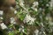 Amelanchier lamarckii,  juneberry flowers on twig closeup selectice focus