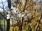 Amelanchier lamarckii, juneberry, serviceberry or shadbush in flowering time