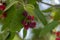 Amelanchier lamarckii ripe and unripe fruits on branches, group of berry-like pome fruits called serviceberry or juneberry