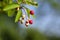 Amelanchier lamarckii ripening fruits on branches, group of berry-like pome fruits called serviceberry or juneberry