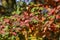 Amelanchier lamarckii shadbush autumnal shrub branches full of beautiful red orange yellow leaves
