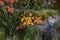 Amelanchier lamarckii shadbush autumnal shrub branches full of beautiful red orange yellow leaves